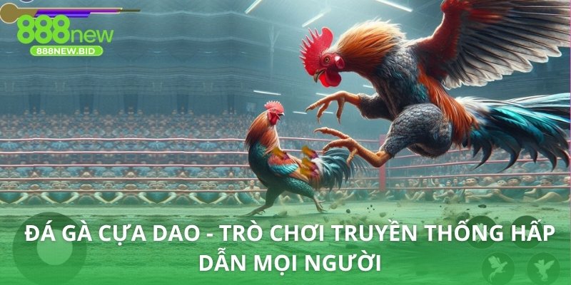 đá gà cựa dao