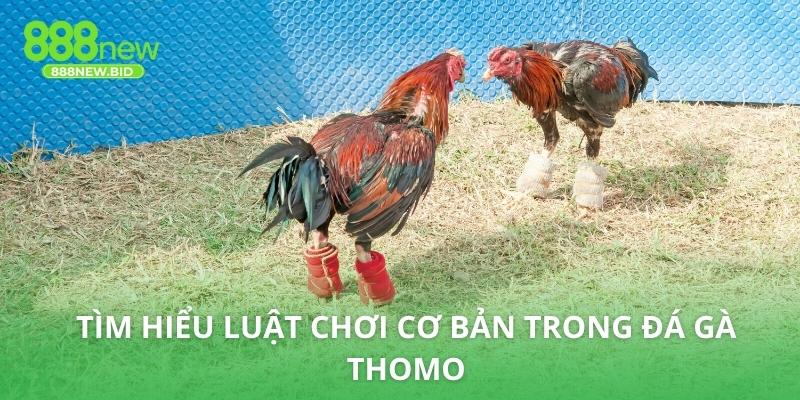 Tìm hiểu luật chơi cơ bản trong đá gà Thomo