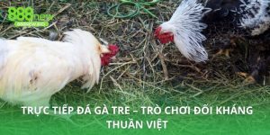 Trực tiếp đá gà tre